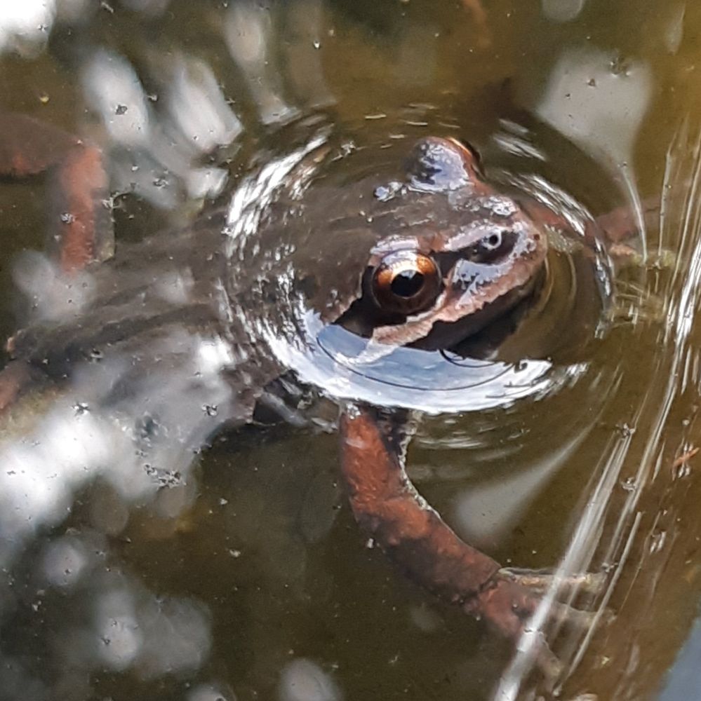 Pacific tree frog in a garden pond