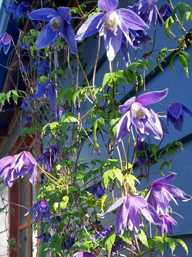 Mauve flowering vine, blue house behind