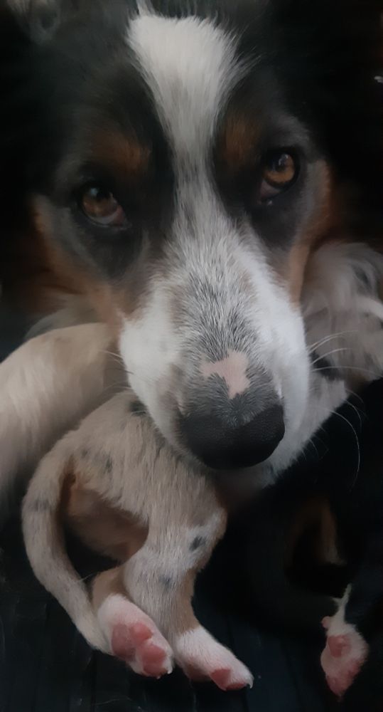 Mama dog and her pup