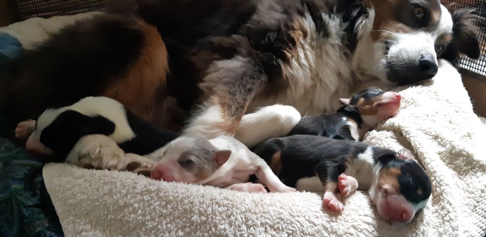 4 day old puppies and mother dog in birthing nest