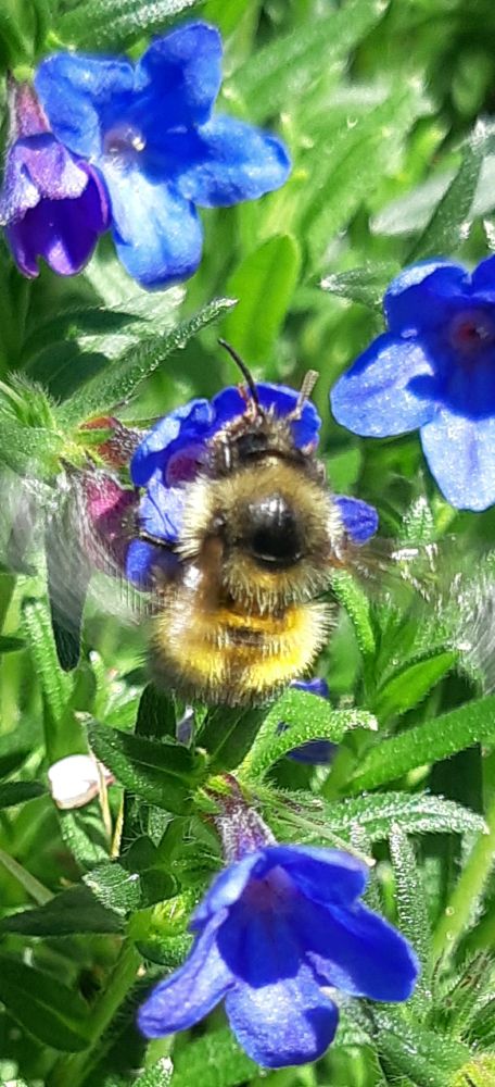 Bumblebee on blue flower & greenery