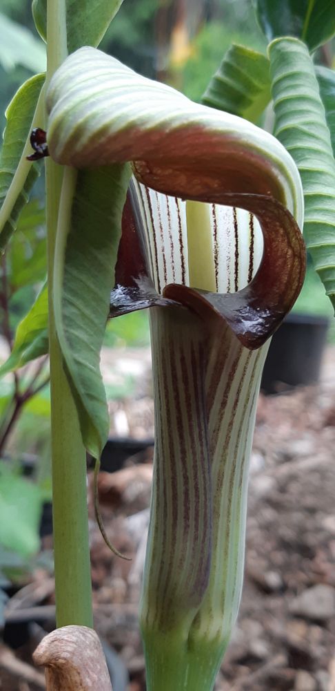 Looking into the throat of a flower