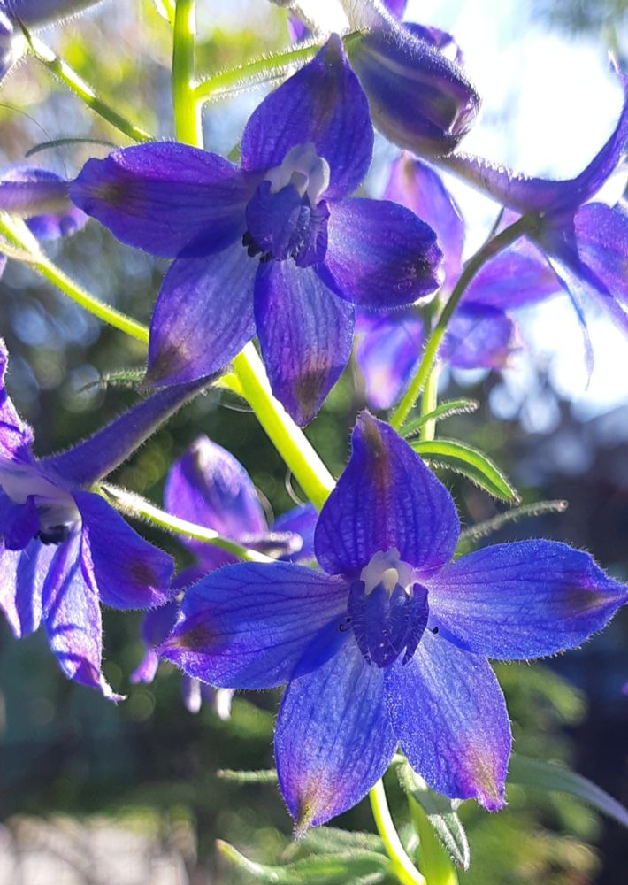 Purple blue flowers in the sunshine