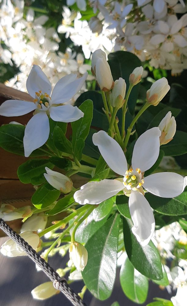 White flowers green background 