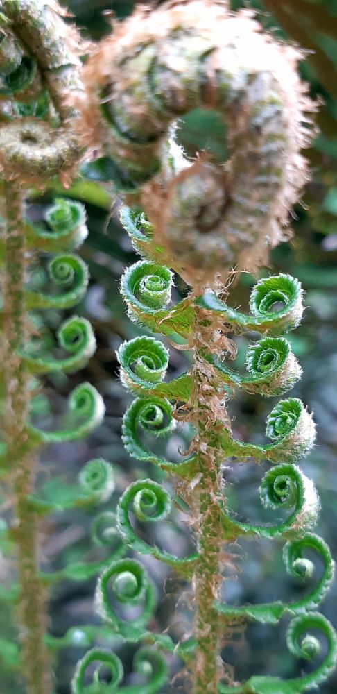 Curls and curls of an unfurling fern