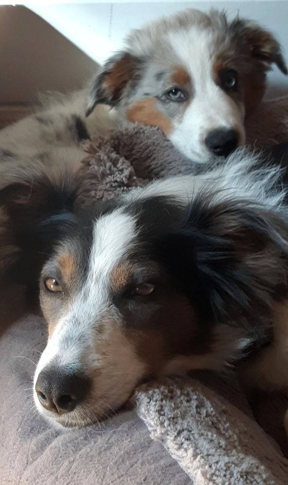 Two dogs. Mother and pup