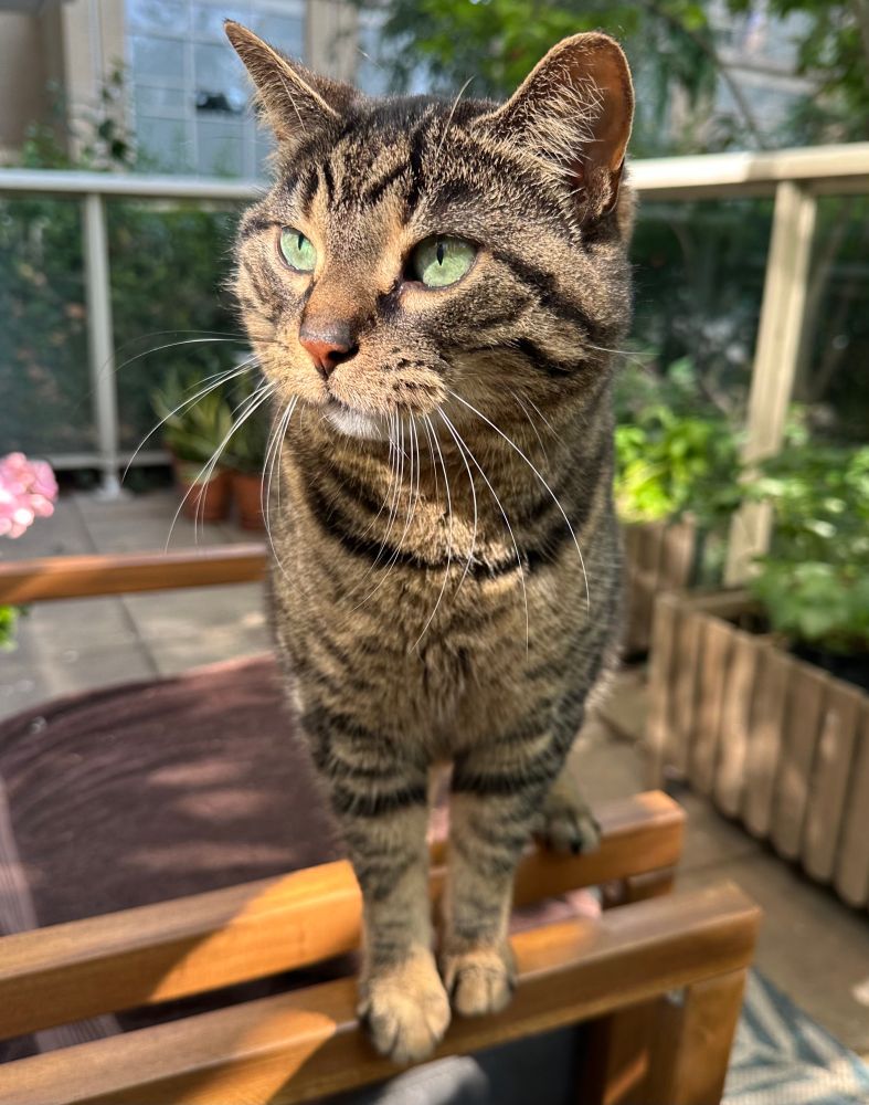  Brown tabby cat with green eyes stands on a patio chair in a sunny summer day. 