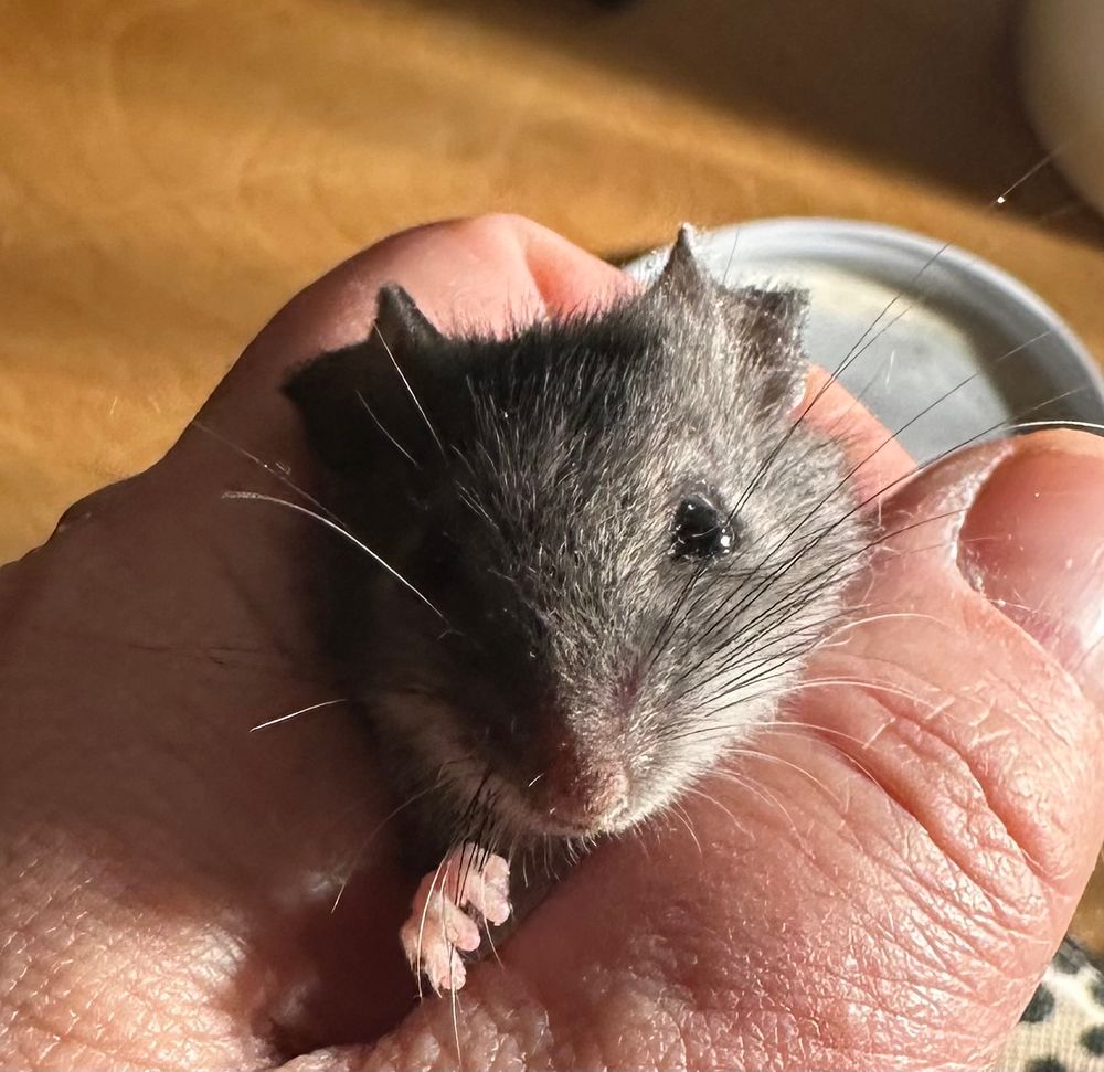 A hand holds a small greyish brown rodent. Maybe a deer mouse? 