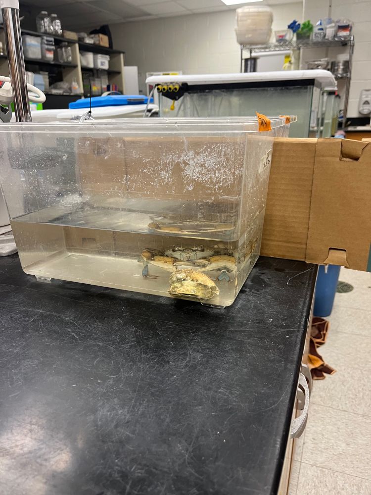 A side view of a tank with a blue crab in and oyster inside.