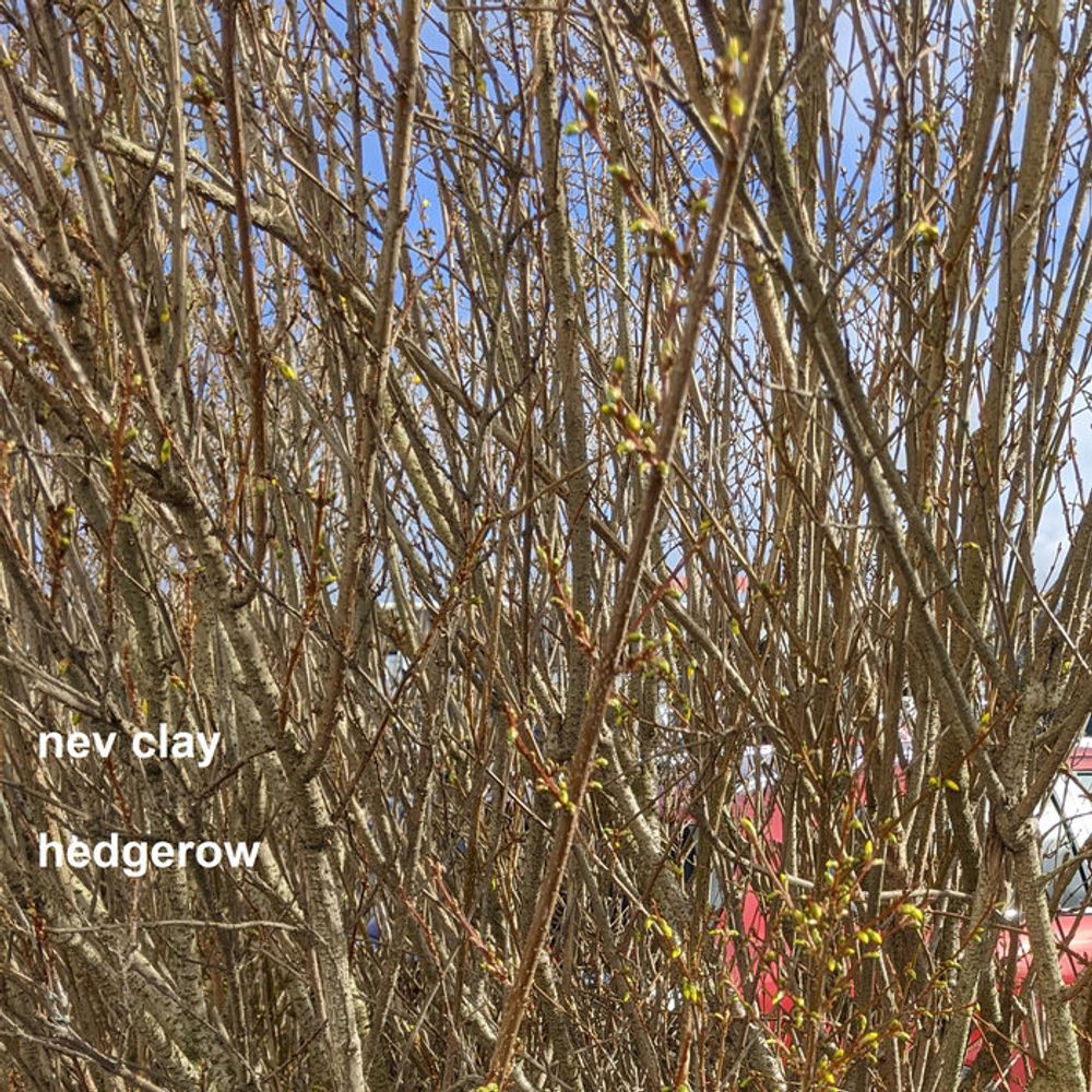 hedgerow (demo, 2023), by nev clay