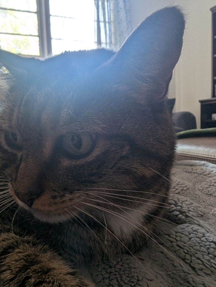 A cat face very close to the camera 