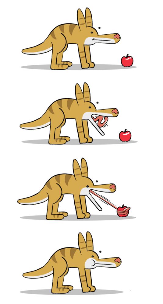 Tall Nugget eats an apple