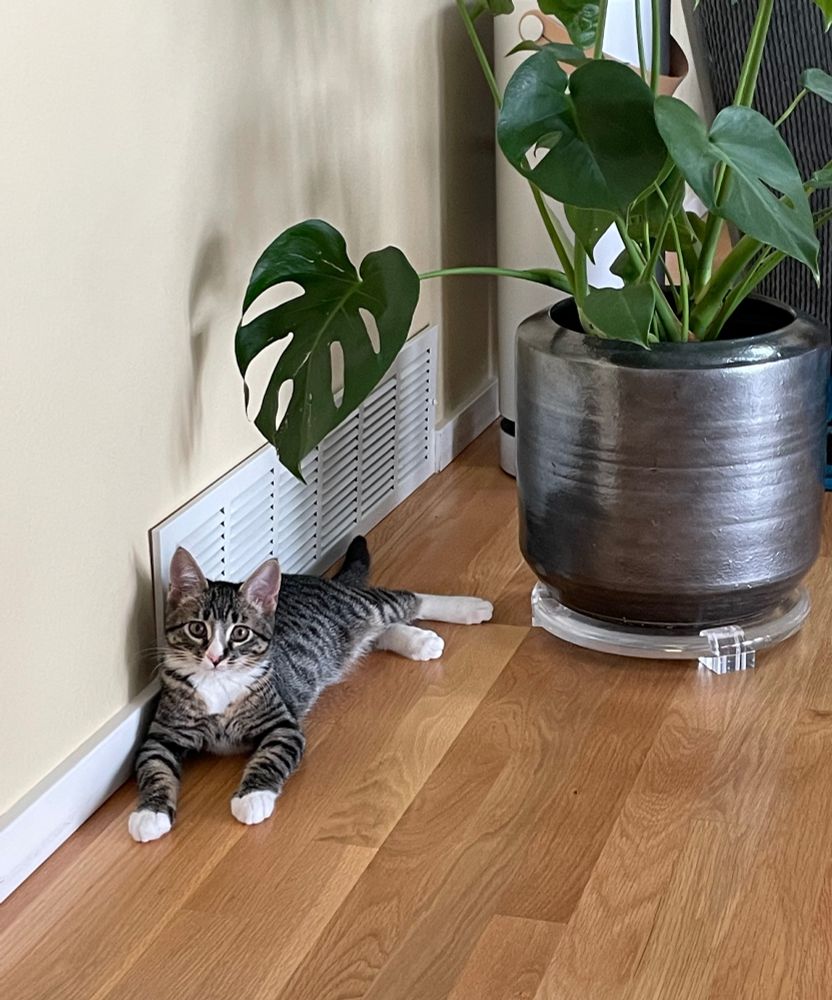 Taz’s kitten photo