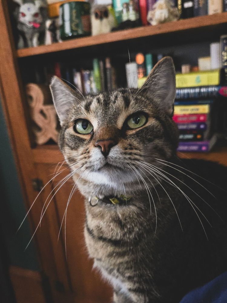 One of my tabby cats staring at me with a disappointed expression.
