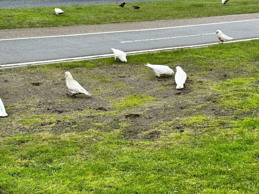 A small flock of slightly grubby cockatoos grazing next to a busy road