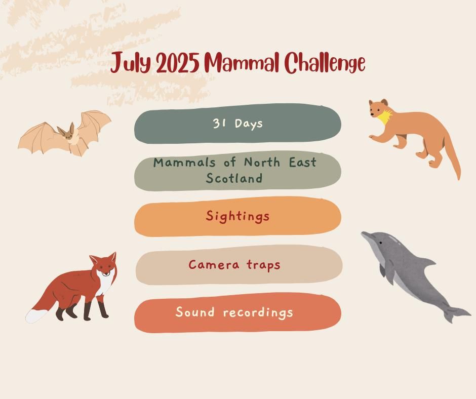 Inforgrtaphic showing main features of July 2925 Mammal Challange:
31 Days
Mammals of North East Scotland
Sightings
Camera traps
Sound recordings