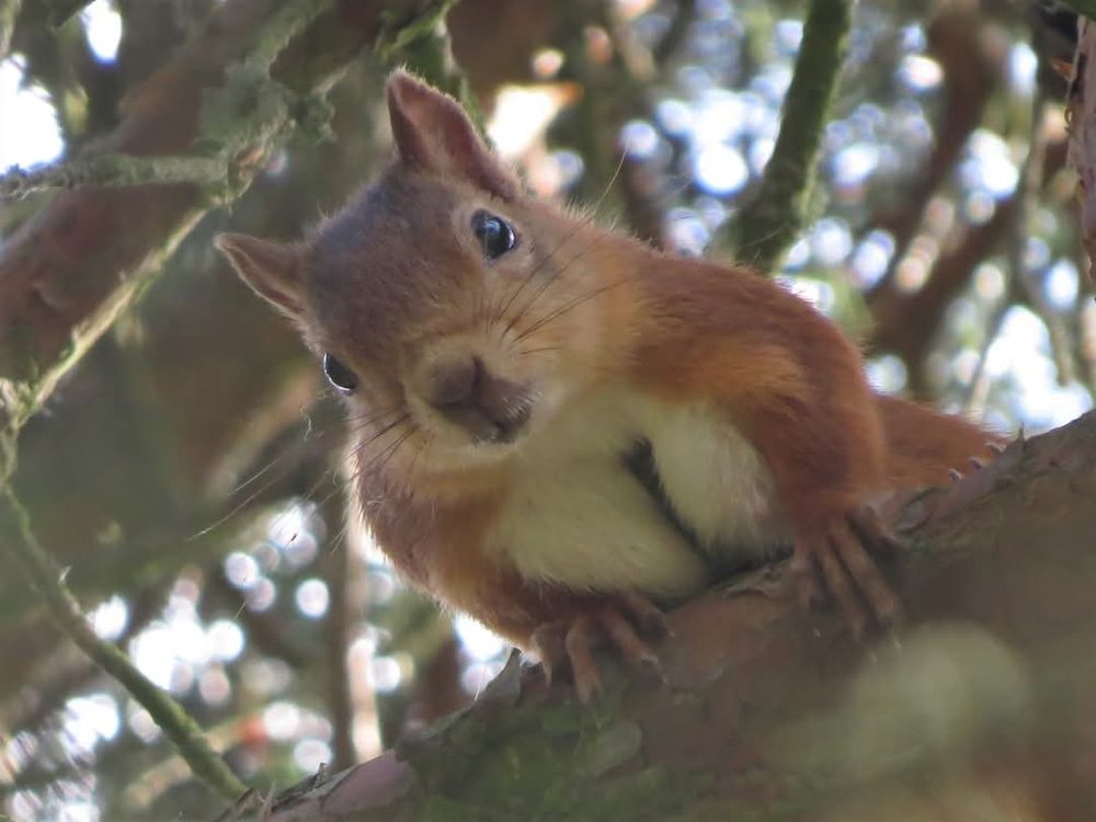 A Red Squirrel looking down from a branch.