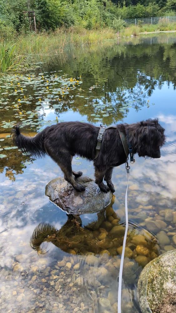 Black dog standing on a stone in the shallow bit of a lake, the sky mirrored in the water