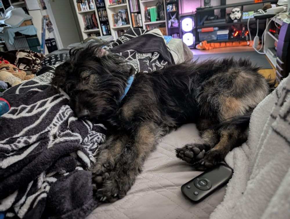 Black dog, very sleepy on the couch