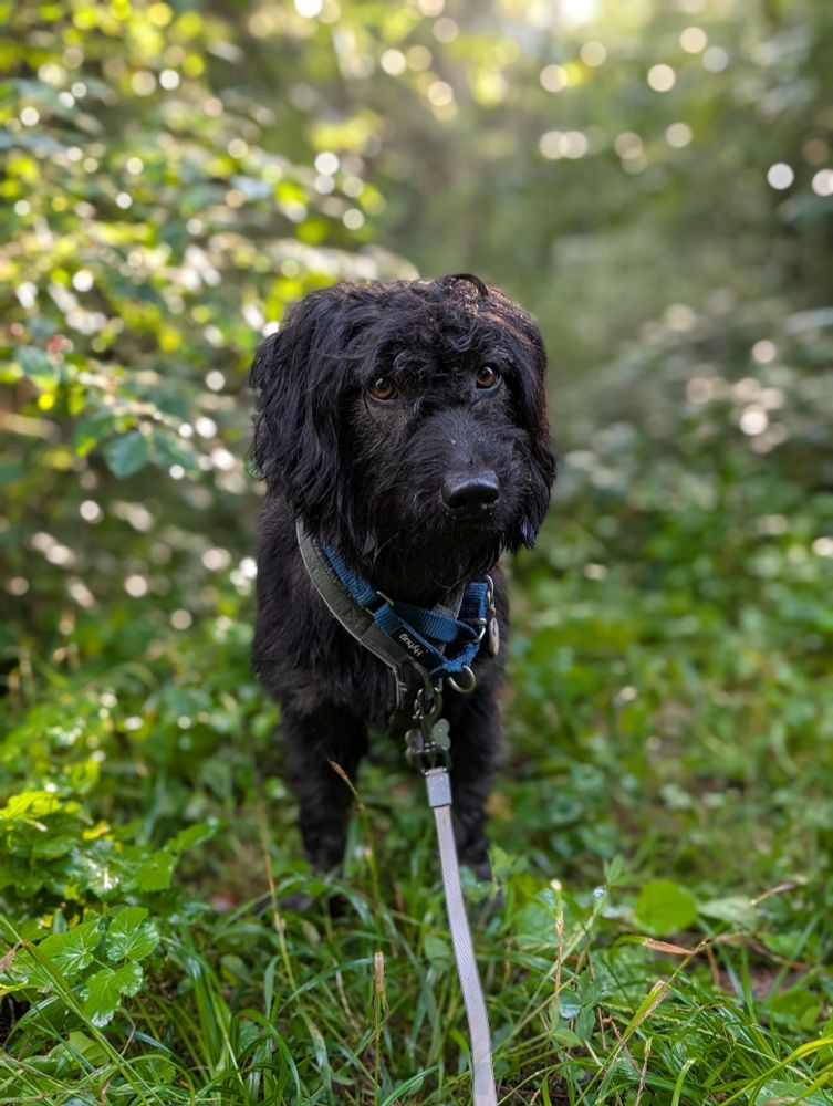 Black dog in a wet forest, pretty sun rays in the back 
