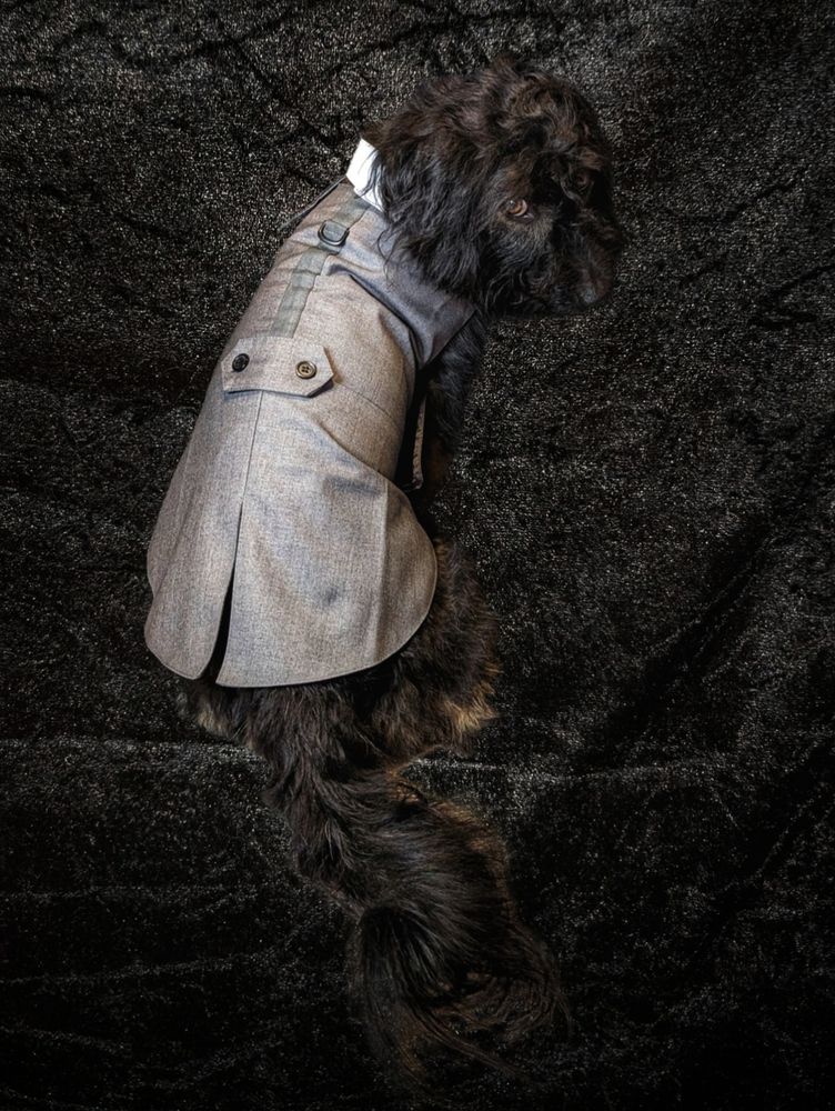 Black dog wearing a grey suit jacket, looking over his shoulder looking very dapper