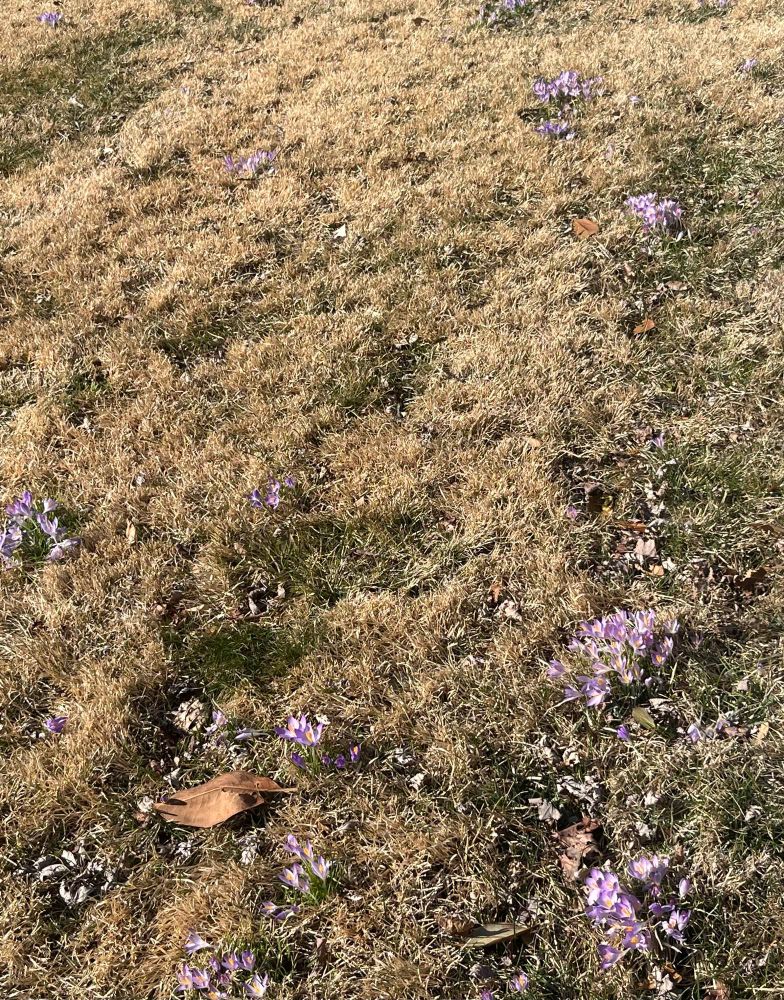 Brown grass scattered with purple crocuses 