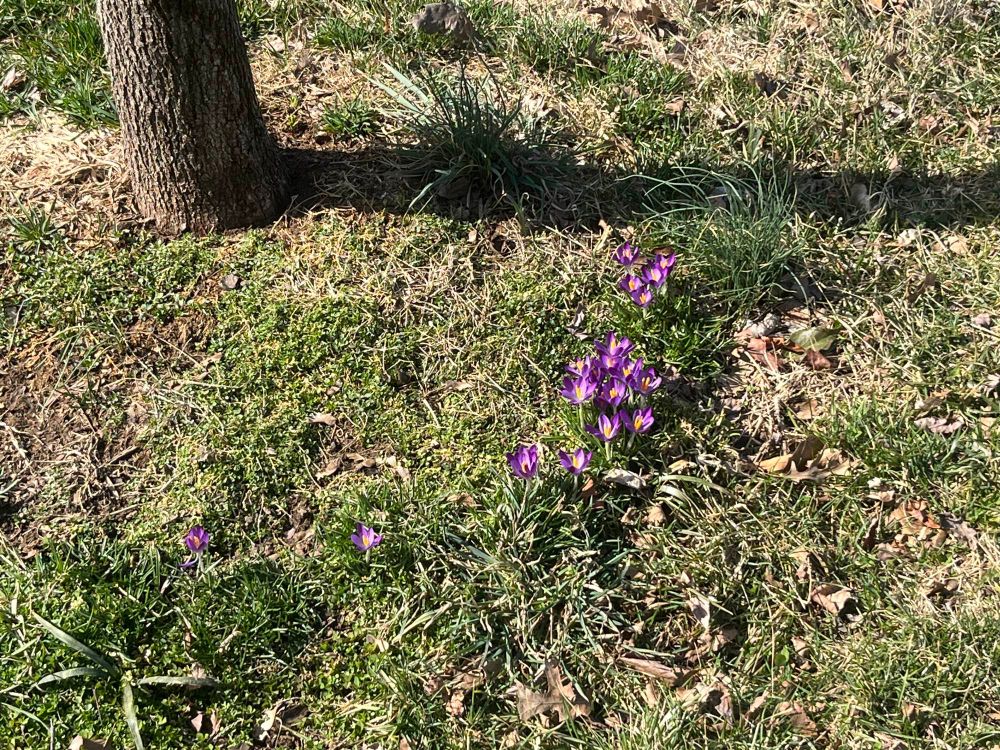 Purple crocuses in sunshine on green and brown ground under a brown tree 
