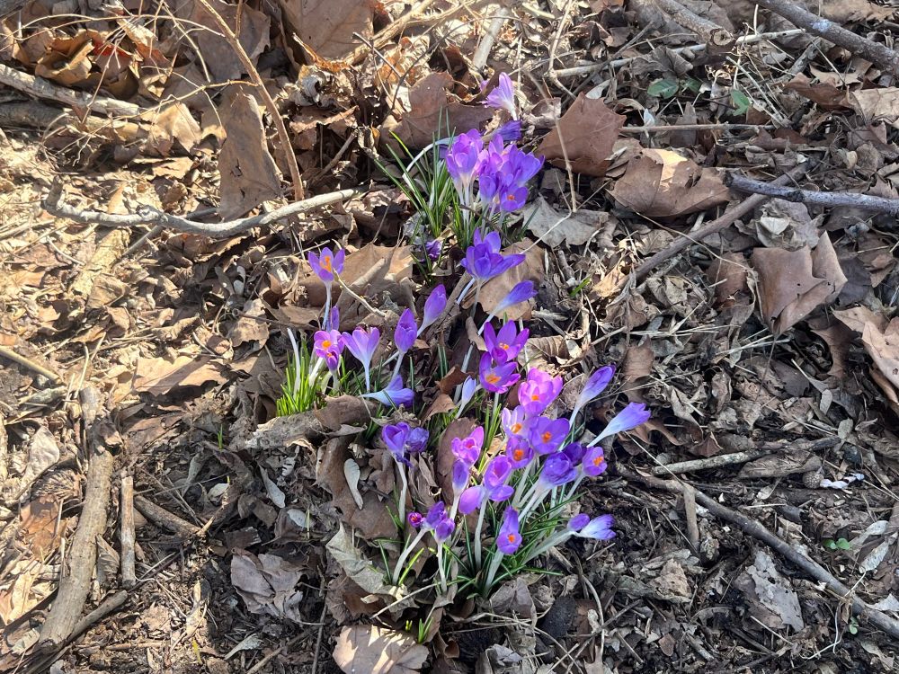 Close up of purple crocuses on ground w brown leaves 
