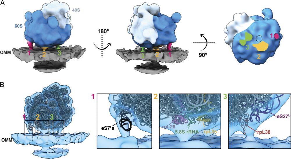 Subtomogram Averaging of a mitochondrially co-translating ribosome