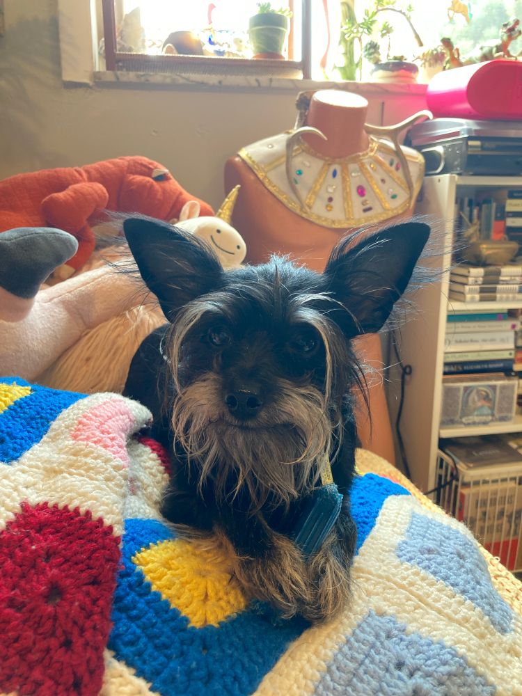 A small black dog with tan paws and beard lying bell wet politely on a crochet blanket. 