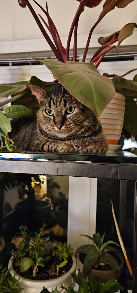 A tabby cat lays on a shelf with a large leaf from a plant above her head