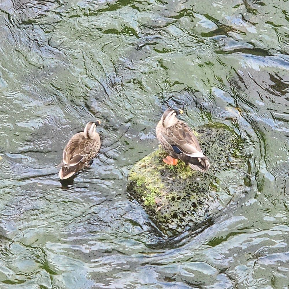 行合川にいたカモさん🦆🦆