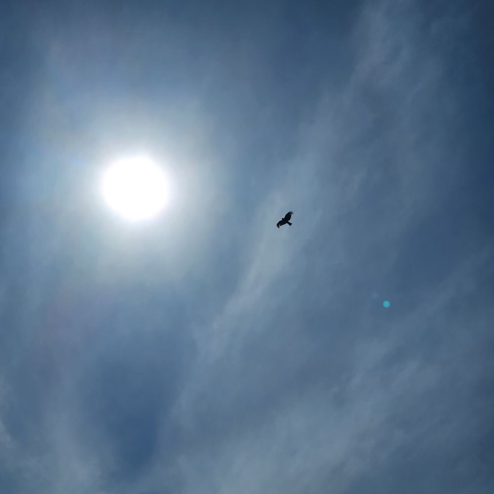 トンビを追っかけてたら、偶然、太陽が入ってた☀️