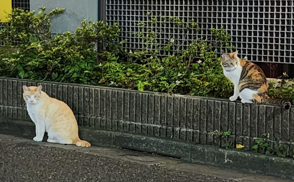 ねこさまネコさま