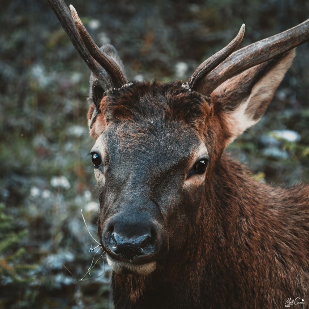 Elk buck in Banff National Park