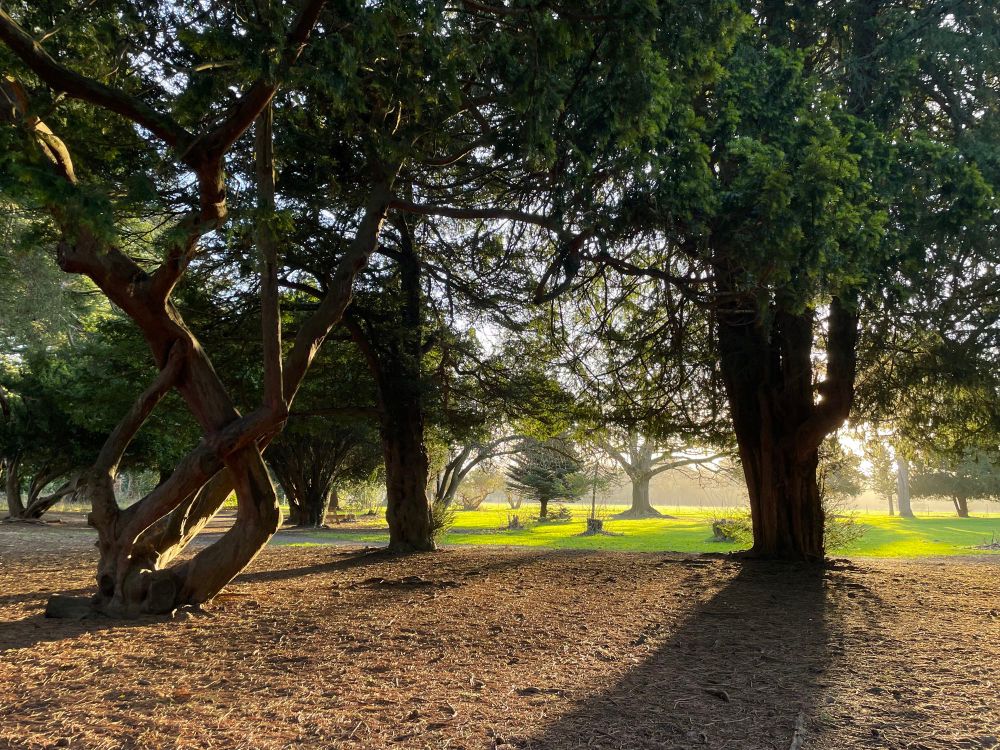 Trees and sunlight in Phoenix Park, Dublin, near the Visitor’s Centre. 