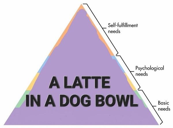 A meme based on Maslows hierarchy of needs pyramid, but the entire thing is covered by text that states "A latte in a dog bowl"