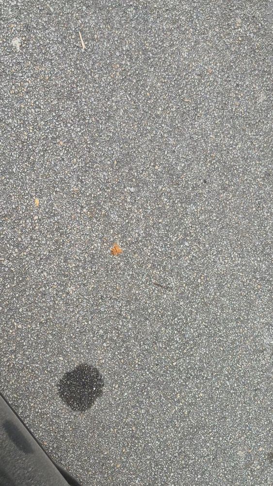 Miette de pain au chocolat sur un parking privé ...