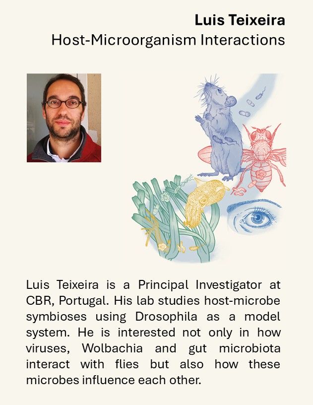 Luis Teixeira is a Principal Investigator at CBR. His lab studies host-microbe symbioses using Drosophila as a model system. He is interested not only in how viruses, Wolbachia and gut microbiota interact with flies but also how these microbes influence each other.