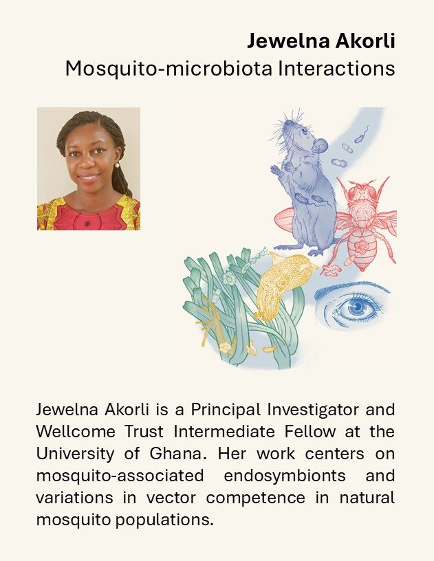 Jewelna Akorli is a Principal Investigator and Wellcome Trust Intermediate Fellow at the University of Ghana. Her work centers on mosquito-associated endosymbionts and variations in vector competence in natural mosquito populations.