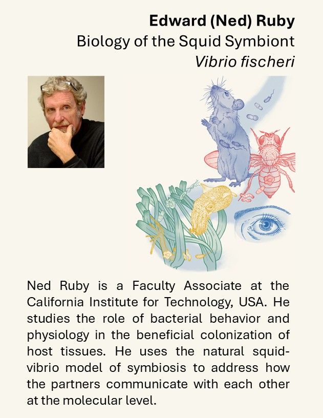 Ned Ruby is a Faculty Associate at the California Institute for Technology. He studies the role of bacterial behavior and physiology in the beneficial colonization of host tissues. He uses the natural squid-vibrio model of symbiosis to address how the partners communicate with each other at the molecular level.