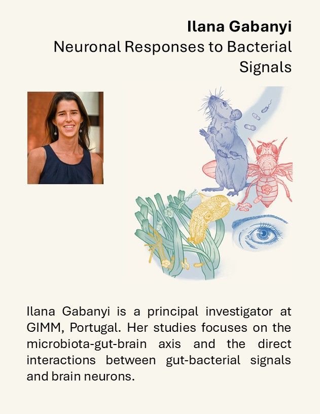 Ilana Gabanyi is a principal investigator at GIMM. Her studies focus on the microbiota-gut-brain axis and the direct interactions between gut-bacterial signals and brain neurons.