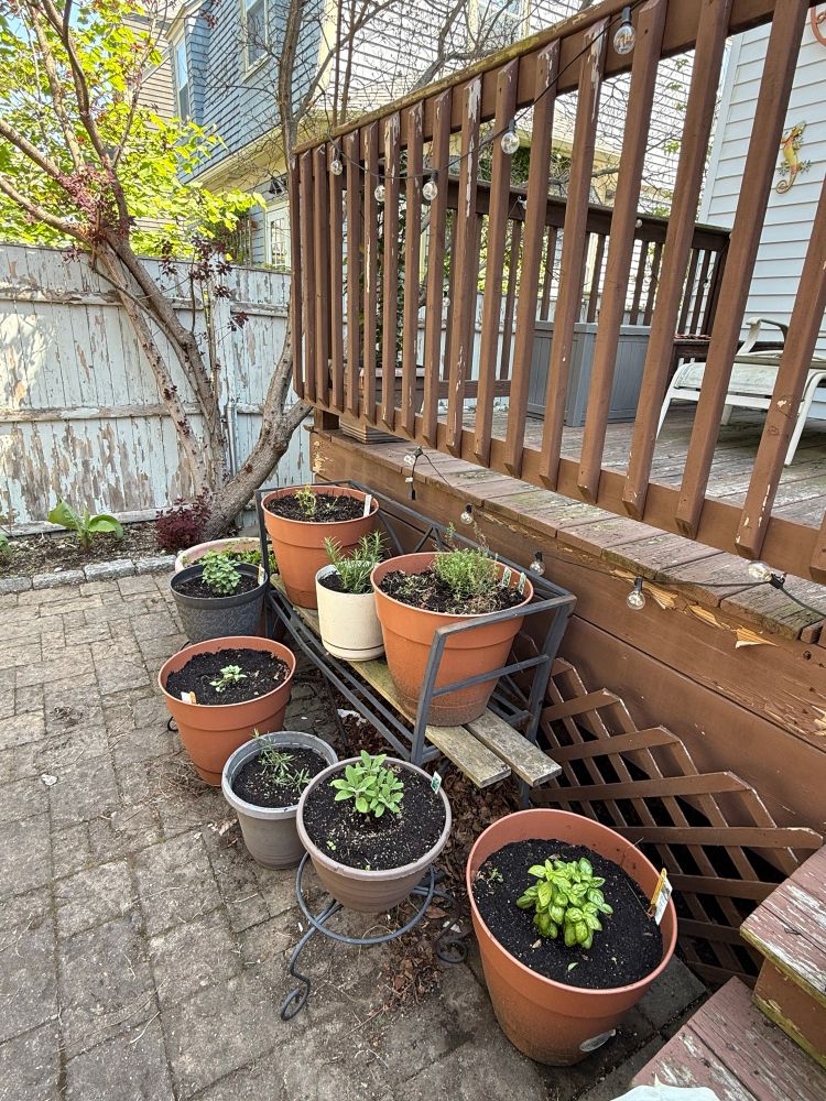 9 large gardening pots on an outdoor patio, with small herb plants in them