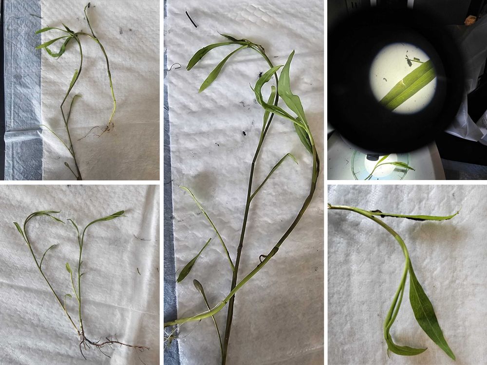 Collage of 5 photos depicting a plant with leaves, stems and roots. One photo was taken with a stereomicroscope.
