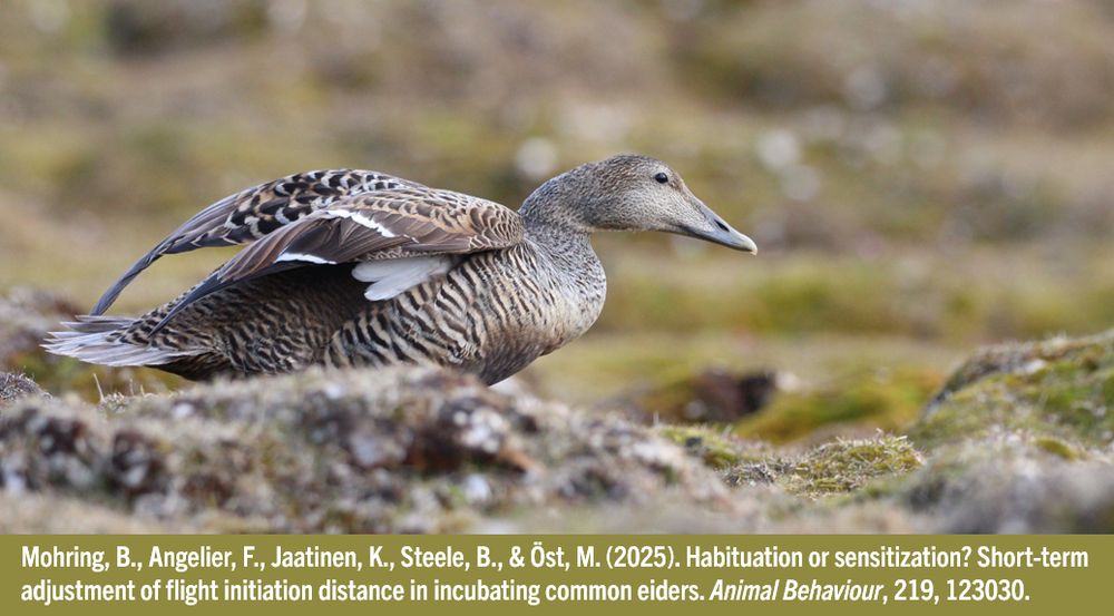https://doi.org/10.1016/j.anbehav.2024.11.008