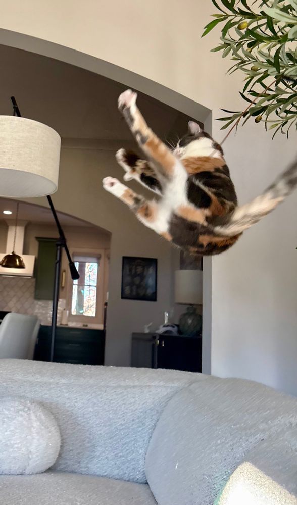 Calico cat three feet in the air!