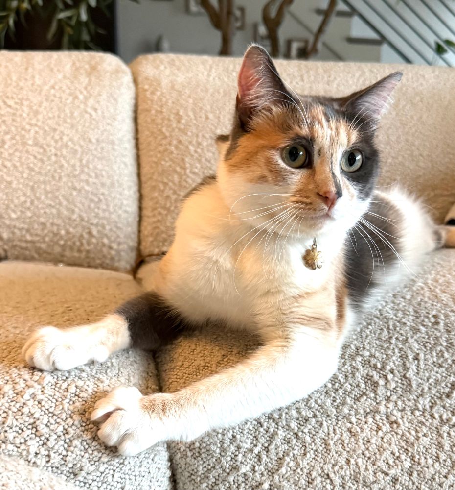 Calico cat locked-in on something, looking away from the camera, while seated on a couch.