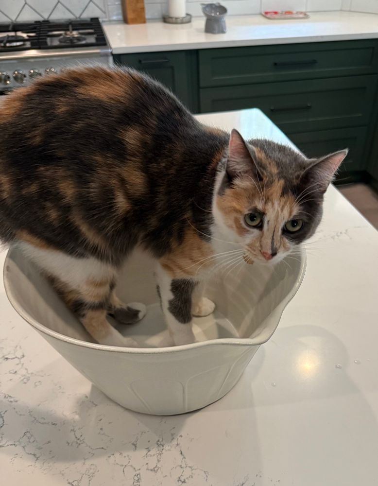 Calico cat in a big bowl but not big enough for the cat.