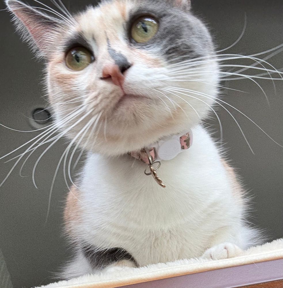 Dilute calico watching for the hummingbirds that gather on other side of window and feed on sugar water and plants.