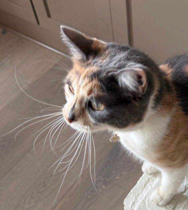 Calico cat with her whiskers looking wild.